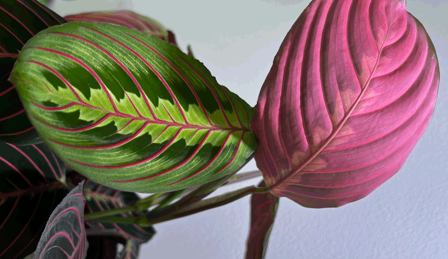 Maranta Top&Bottom Leaf