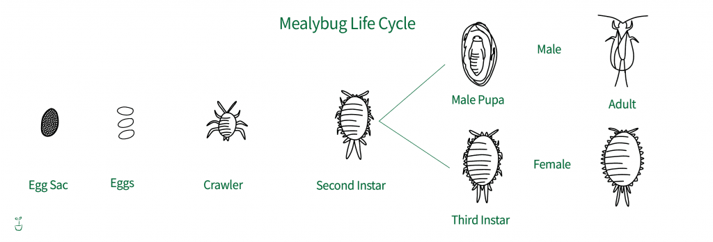 Mealybugs Life Cycle