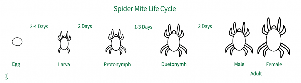 Ultimate Guide to Spider Mites