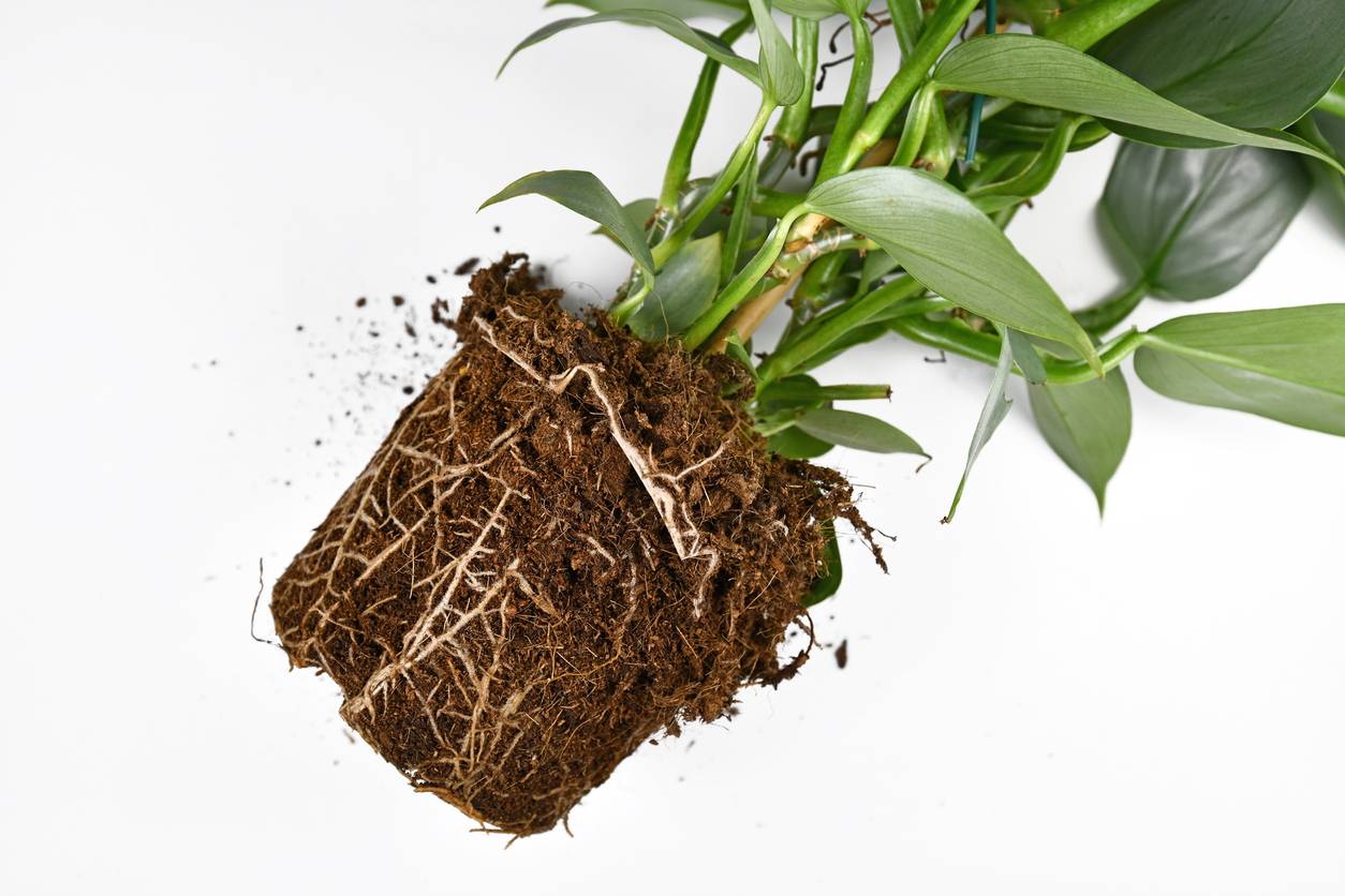 Root Rot, Everything you need to know!