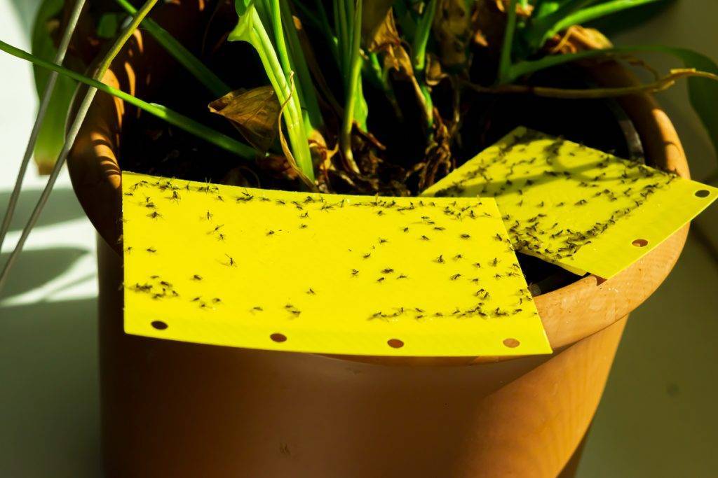 Fungus Gnats on yellow sticky trap