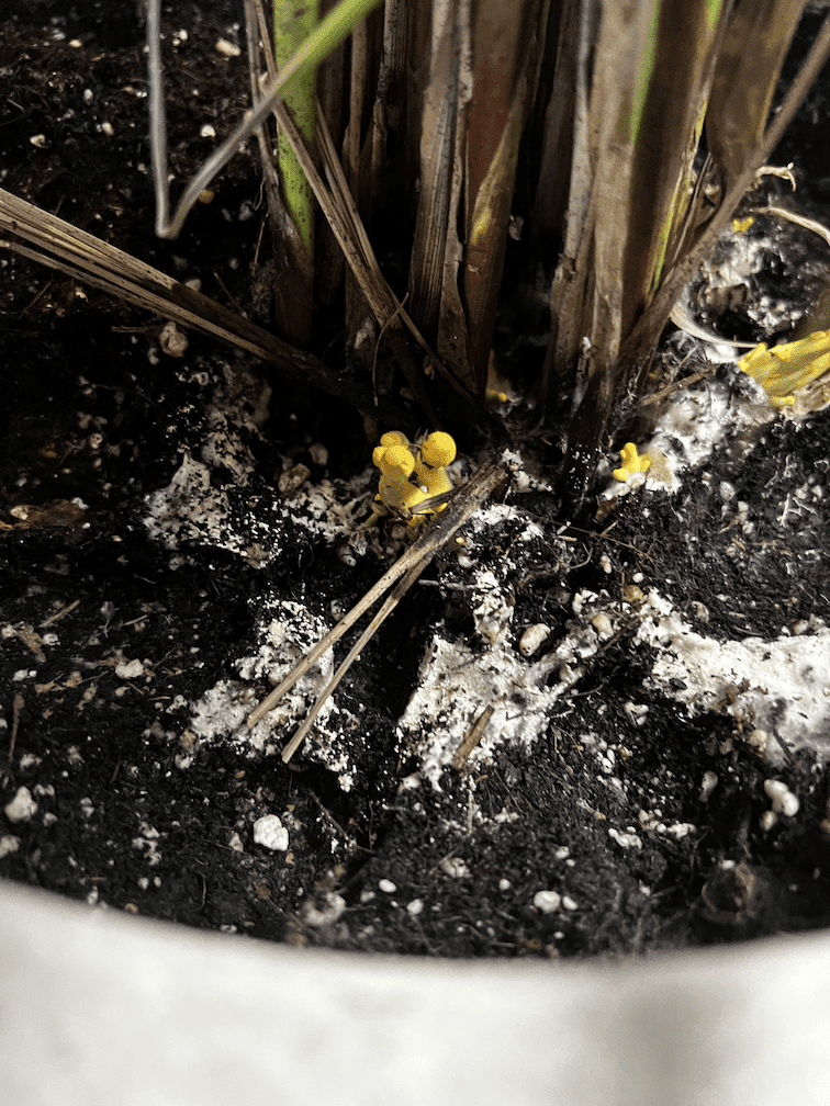 white molding fungus on soil