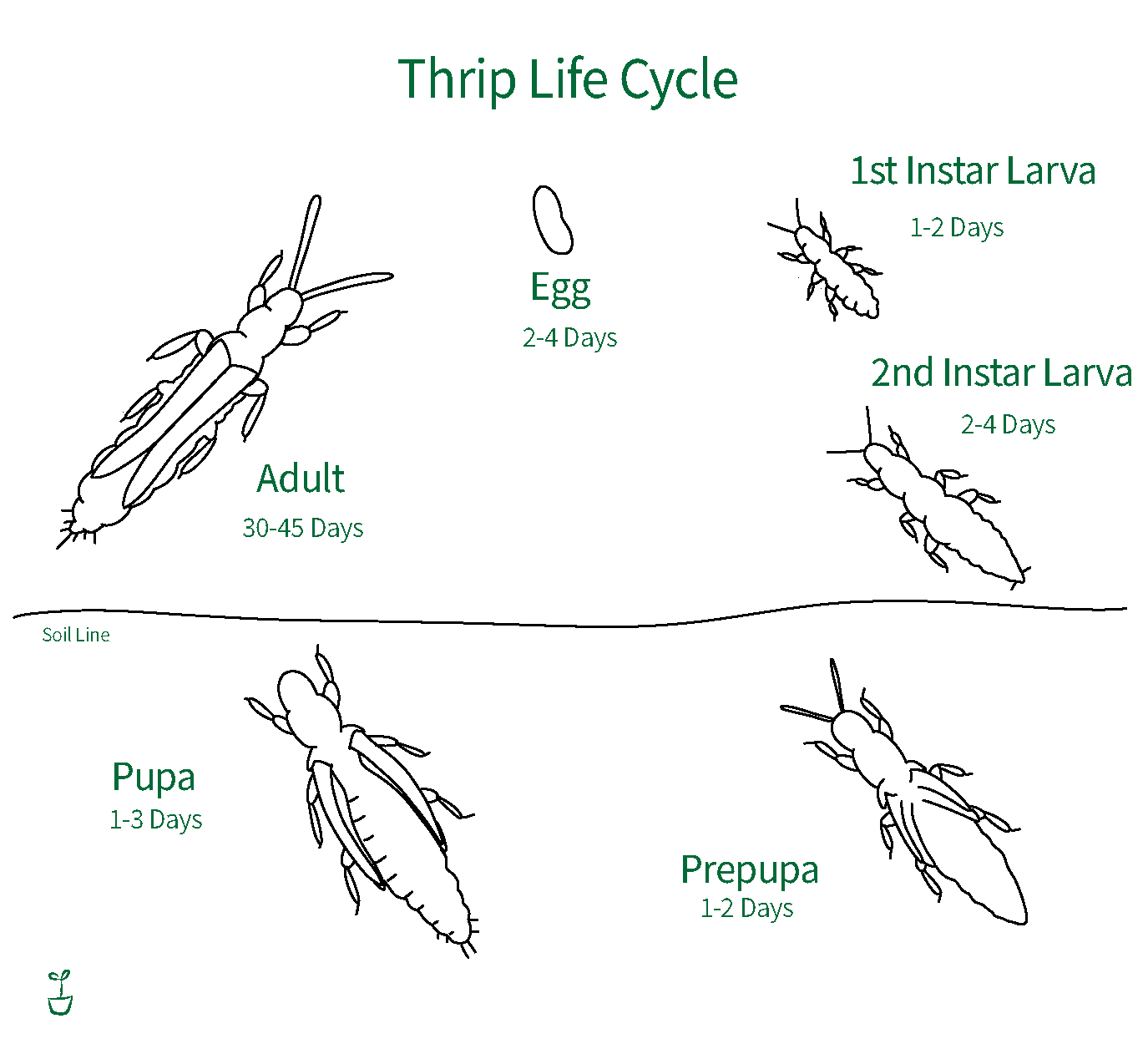 Thrip Life Cycle
