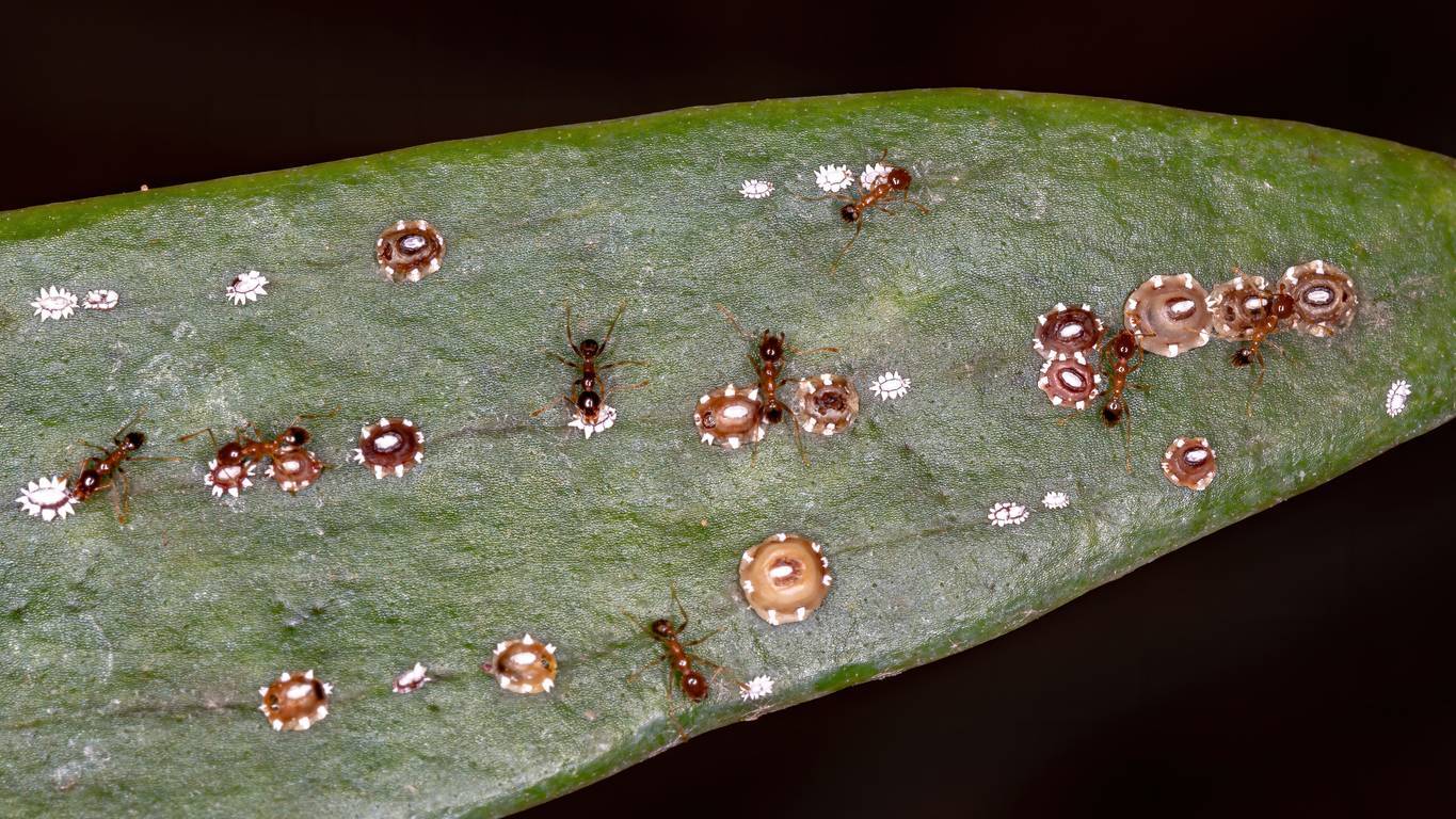 Common Pests, Overview