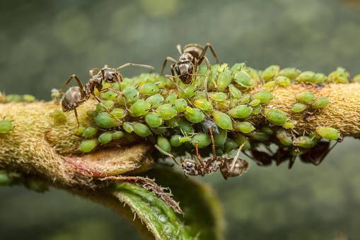 Aphids and Ants